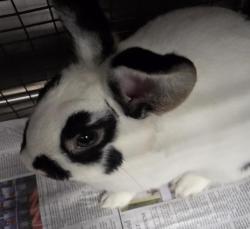 Shelter Stray Male Other last seen , 11361 W Pico Blvd, Los Angeles, CA 90064, USA