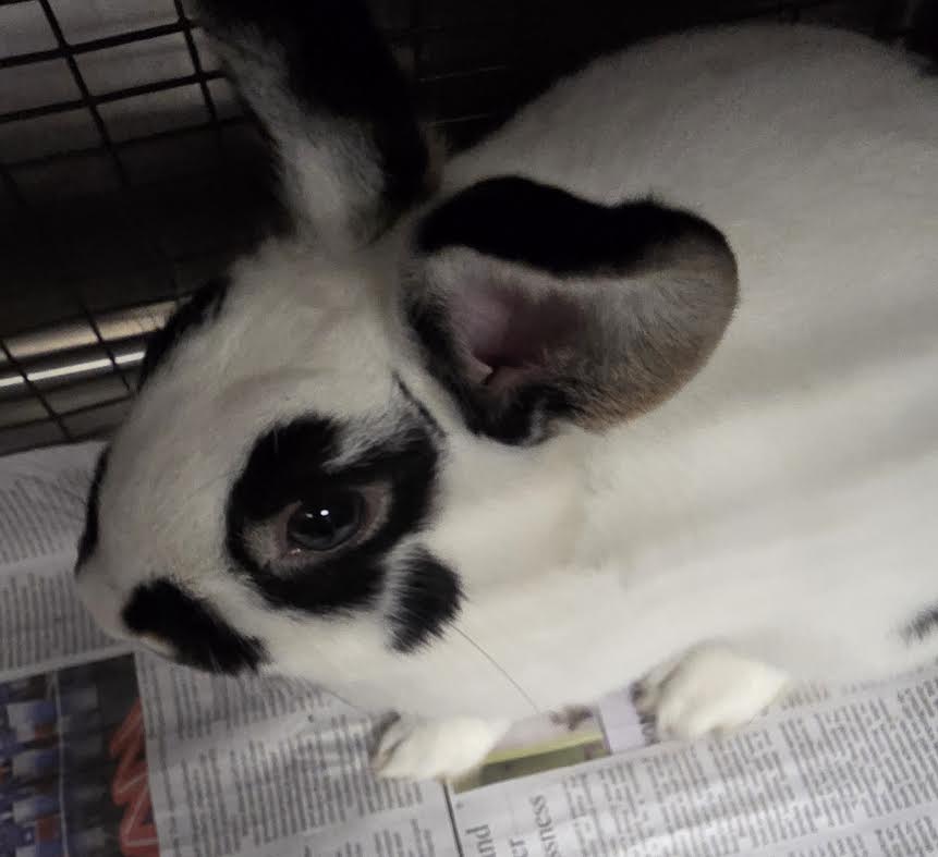 Shelter Stray Male Other last seen , 11361 W Pico Blvd, Los Angeles, CA 90064, USA