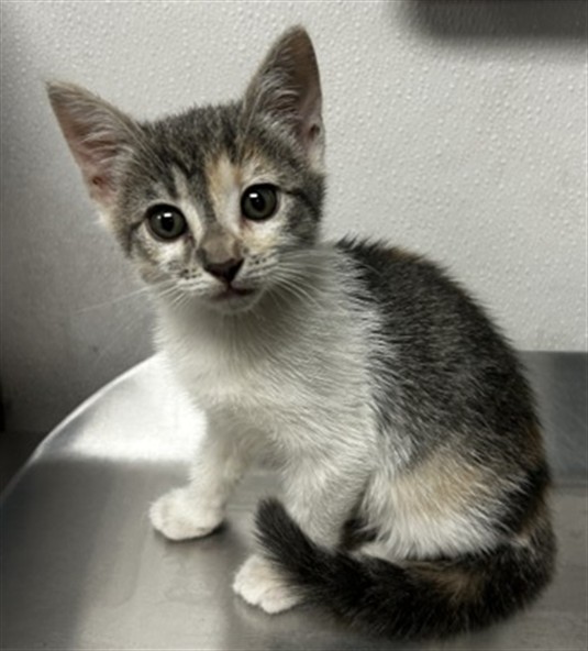 Shelter Stray Female Cat last seen Near BLOCK CHANDLER PL, 333 Chandler Pl, San Bernardino, CA 92408, USA
