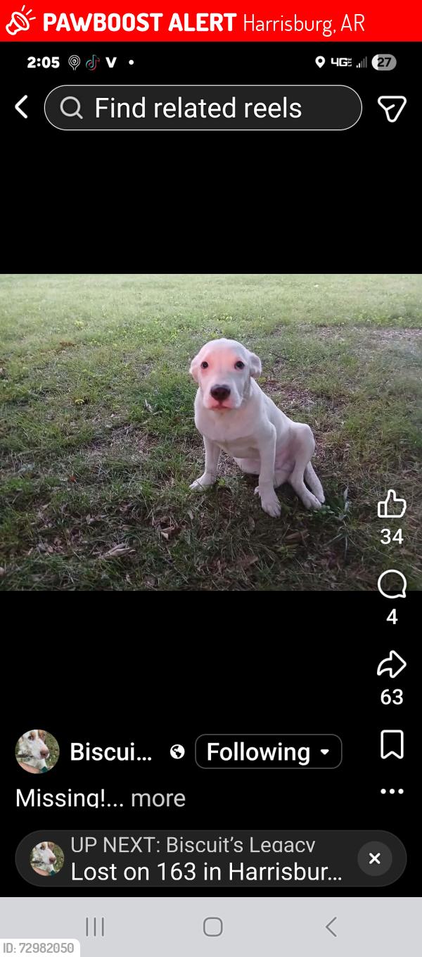 Lost Male Dog last seen S Gould, Harrisburg, AR 72432