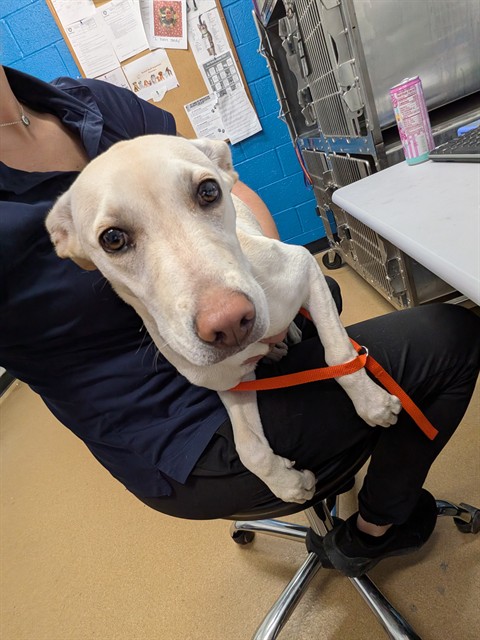 Shelter Stray Female Dog last seen OFALLON, 4850 Mid Rivers Mall Dr, St Peters, MO 63376, USA