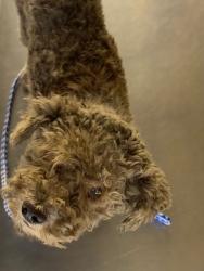Shelter Stray Male Dog last seen Near BLK HALEY ST BAKERSFIELD,CA, Bakersfield, CA 93307