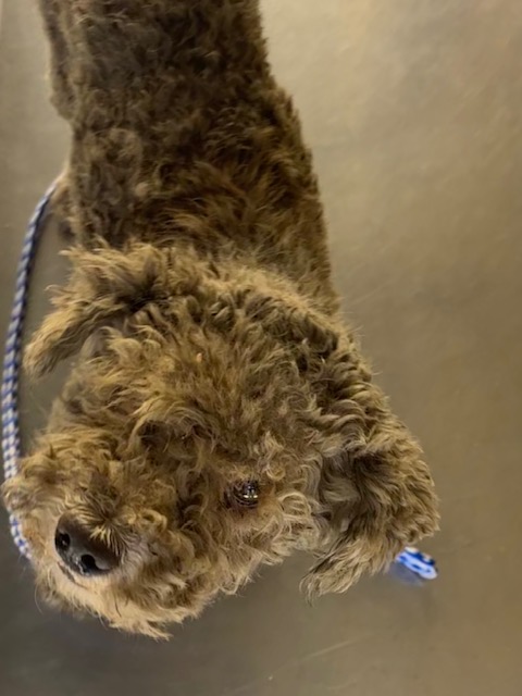 Shelter Stray Male Dog last seen Near BLK HALEY ST BAKERSFIELD,CA, Bakersfield, CA 93307