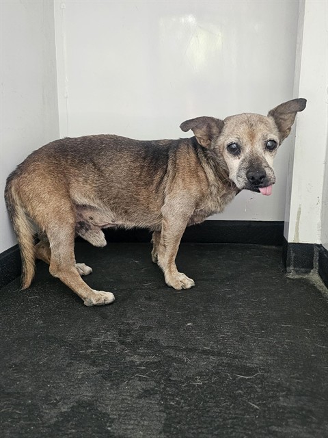 Shelter Stray Male Dog last seen Near BLK FLOWER ST,BAKERSFIELD,CA, Bakersfield, CA 93307