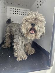 Shelter Stray Male Dog last seen Near BLK SIDNEY DR ,BAKERSFIELD,CA, Bakersfield, CA 93307