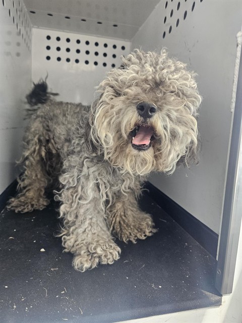 Shelter Stray Male Dog last seen Near BLK SIDNEY DR ,BAKERSFIELD,CA, Bakersfield, CA 93307