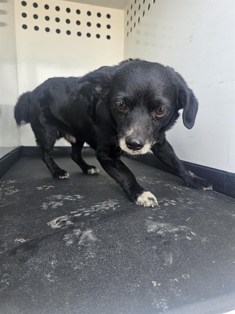 Shelter Stray Male Dog last seen Near BLK SIDNEY DR ,BAKERSFIELD,CA, Bakersfield, CA 93307