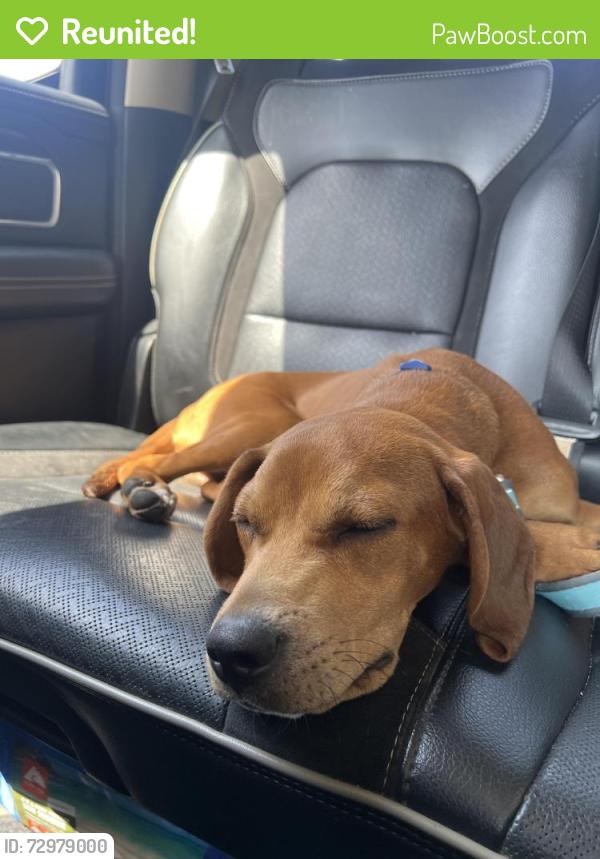 Reunited Male Dog last seen Stagecoach road , Elm City, NC 27822