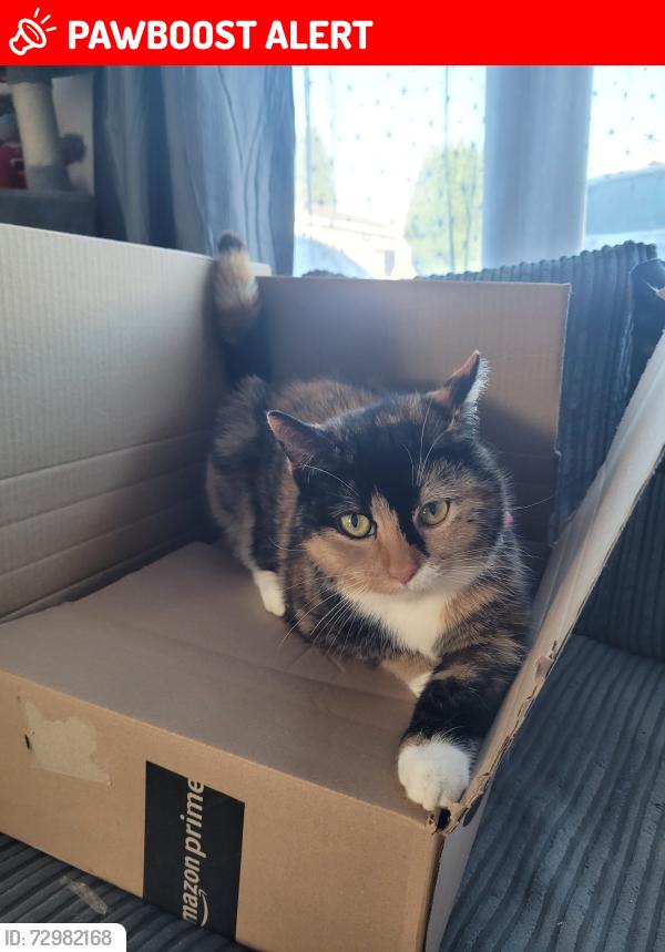 Lost Female Cat last seen Deans road , West Midlands, England WV1