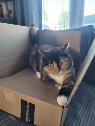 Lost Female Cat last seen Deans road , West Midlands, England WV1