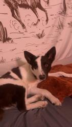 Reunited Male Dog last seen Near hannifin st. , Eureka, UT 84628
