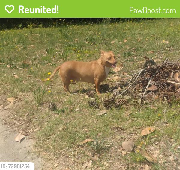 Reunited Female Dog last seen W. Ragsdale Rd. Greenville, NC., Greenville, NC 27858