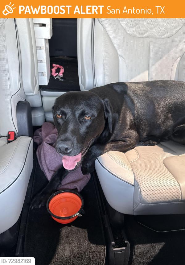 Found/Stray Unknown Dog last seen Costco 1604 & Potranco, San Antonio, TX 78207