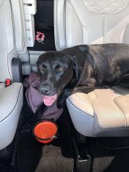 Found/Stray Unknown Dog last seen Costco 1604 & Potranco, San Antonio, TX 78207