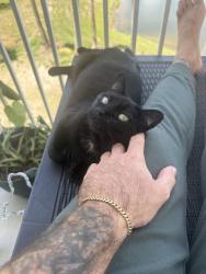 Lost Female Cat last seen Asado Life, Target, St. Augustine, FL 32084