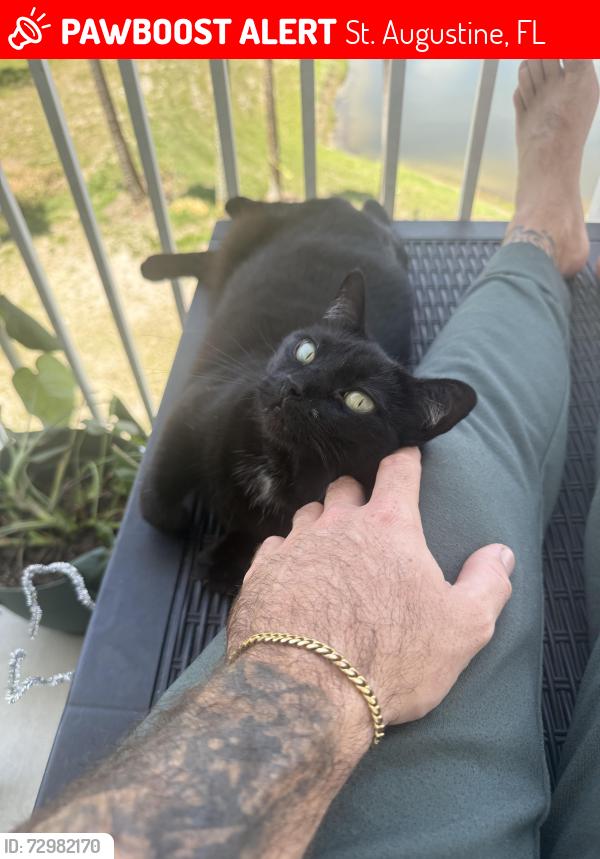 Lost Female Cat last seen Asado Life, Target , St. Augustine, FL 32084