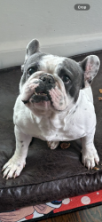 Lost Male Dog last seen Annie street, Fort Worth, TX 76104