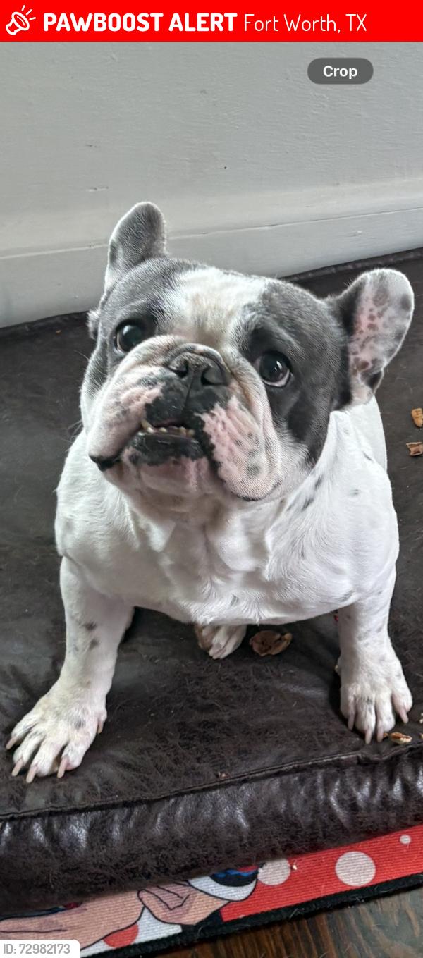 Lost Male Dog last seen Annie street, Fort Worth, TX 76104