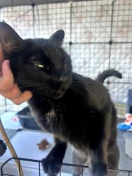 Lost Male Cat last seen Sunset Rd and Valley Center Rd, Valley Center, CA 92082
