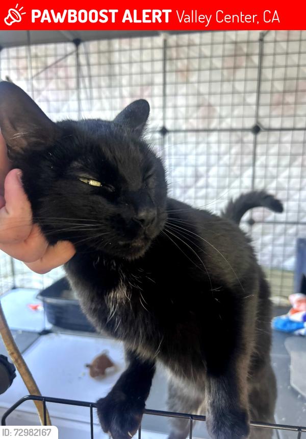 Lost Male Cat last seen Sunset Rd and Valley Center Rd, Valley Center, CA 92082
