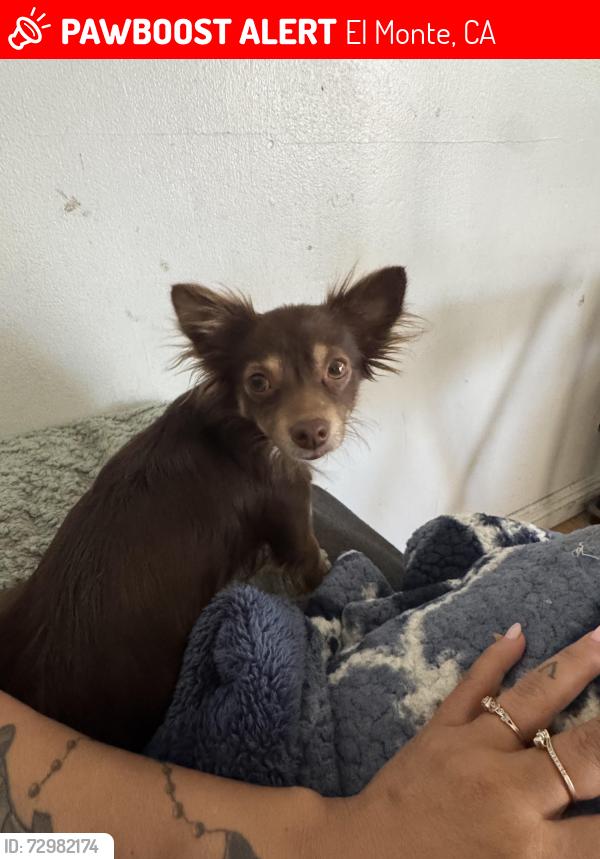 Lost Female Dog last seen Lower Azusa Rd and Arde , El Monte, CA 91006