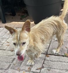 Reunited Unknown Dog last seen Lincoln city park, Miami-Dade County, FL 33158