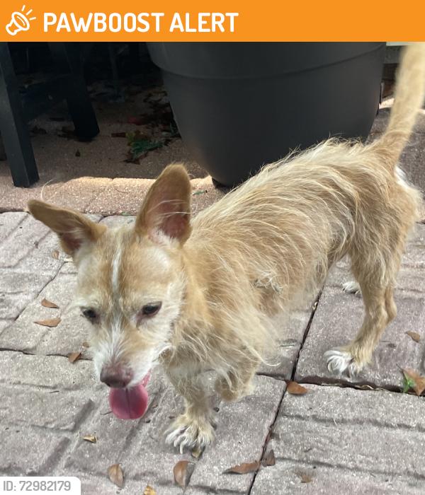 Found/Stray Unknown Dog last seen Lincoln city park, Miami-Dade County, FL 33158