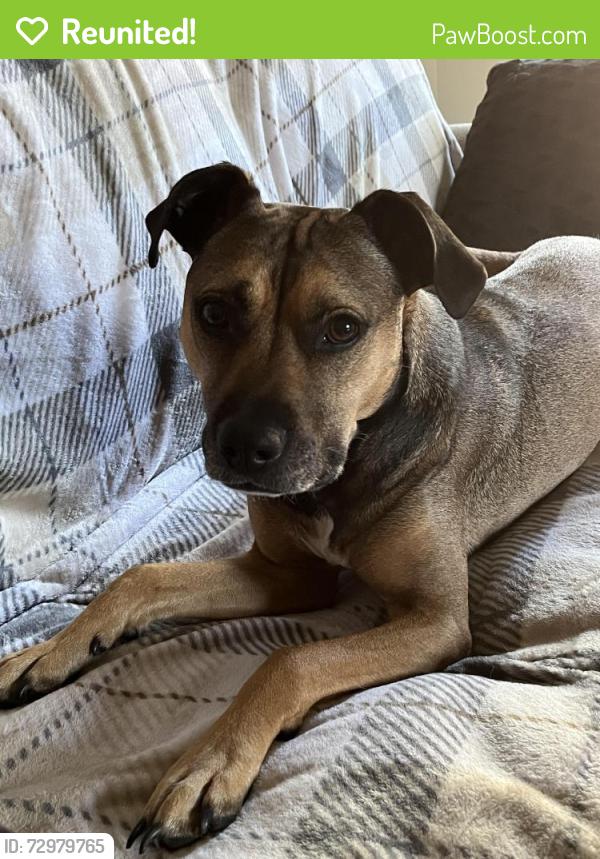Reunited Female Dog last seen Colt and silver spur , Boise, ID 83709
