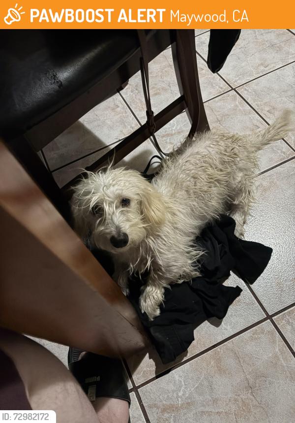Found/Stray Male Dog last seen Atlantic and Slauson , Maywood, CA 90270
