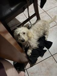 Found/Stray Male Dog last seen Atlantic and Slauson , Maywood, CA 90270