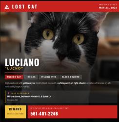 Lost Male Cat last seen Between Miriam CT and Edna Ln, Decatur, GA 30032