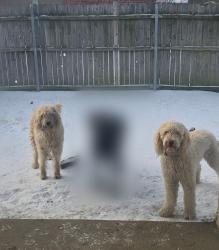 Reunited Female Dog last seen Hallmark Baptist Church, Fort Worth, TX 76123
