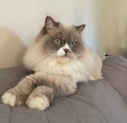 Reunited Female Cat last seen Devonshire and desoto , Los Angeles, CA 91311