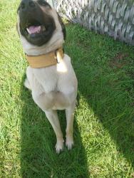 Found/Stray Male Dog last seen Cr 15 and 346, Tyler, TX 75703