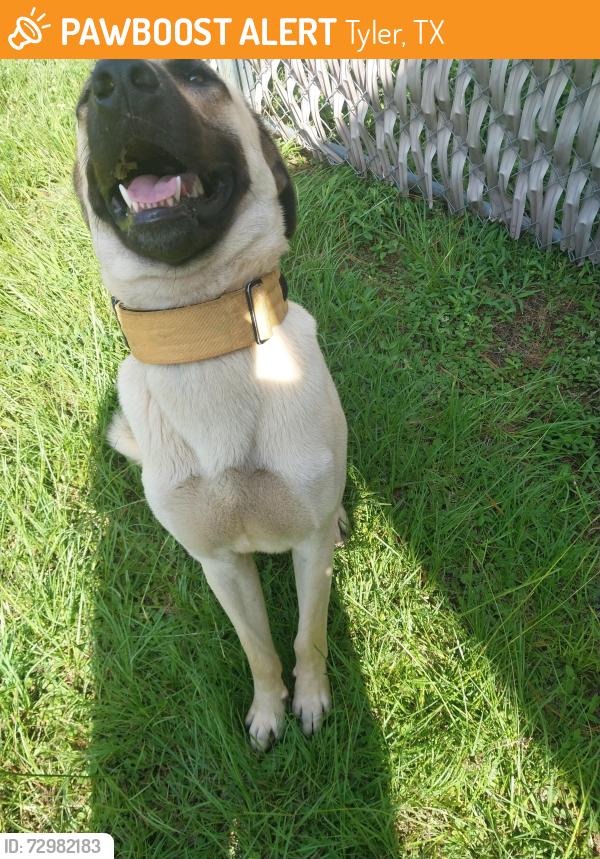 Found/Stray Male Dog last seen Cr 15 and 346, Tyler, TX 75703