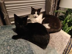 Reunited Female Cat last seen Mayflower and Brooklawn, Bridgeport, CT 06609