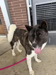 Reunited Female Dog last seen Na, Spring, TX 77373