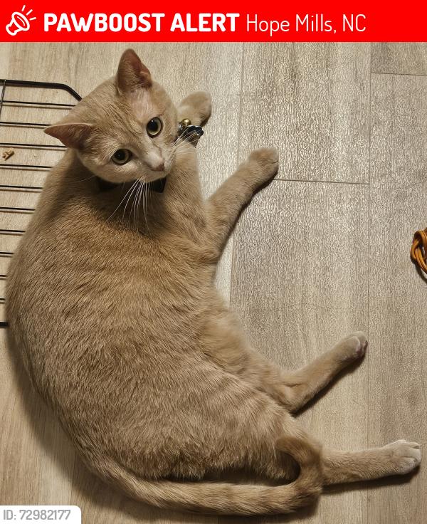 Lost Male Cat last seen Cardinal Care of Hope Mills, Hope Mills, NC 28348