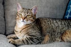 Found/Stray Unknown Cat last seen Solar Lane and Farmedge Road, Levittown, NY 11756