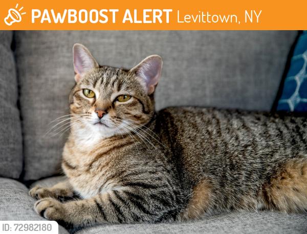 Found/Stray Unknown Cat last seen Solar Lane and Farmedge Road, Levittown, NY 11756