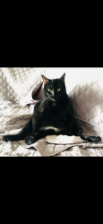 Lost Male Cat last seen Square Lake/Livernois, Troy, MI 48098