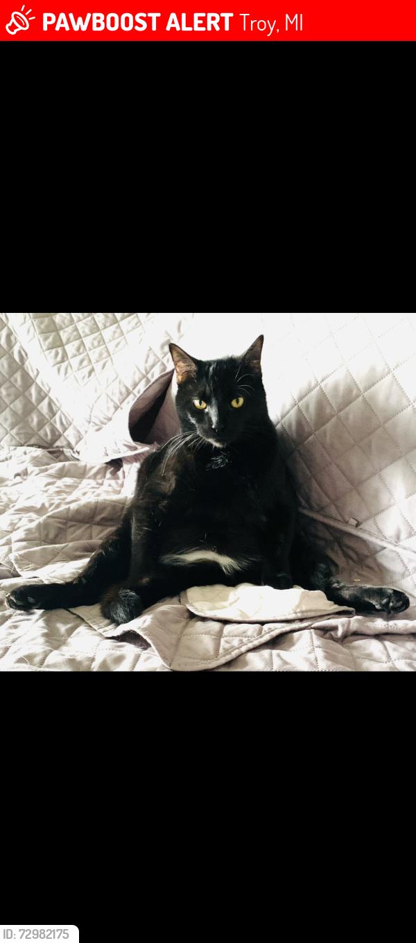 Lost Male Cat last seen Square Lake/Livernois, Troy, MI 48098