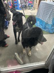 Reunited Male Dog last seen Near Birchdale Ave, Downey, CA 90242, USA, Downey, CA 90242