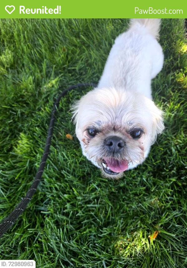 Reunited Female Dog last seen Bonnie Dell Dr, South Park Township, PA 15129