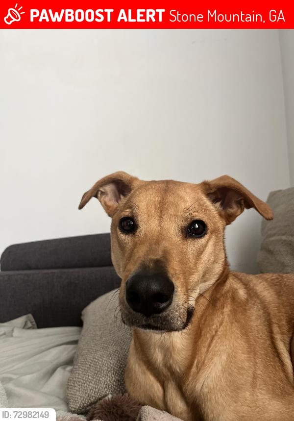 Lost Male Dog last seen hse, address 840 Brandy oaks ln. , Stone Mountain, GA 30088