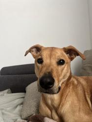 Lost Male Dog last seen hse, address 840 Brandy oaks ln. , Stone Mountain, GA 30088