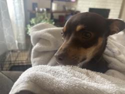 Found/Stray Female Dog last seen Bullard / Marks, Fresno, CA 93711