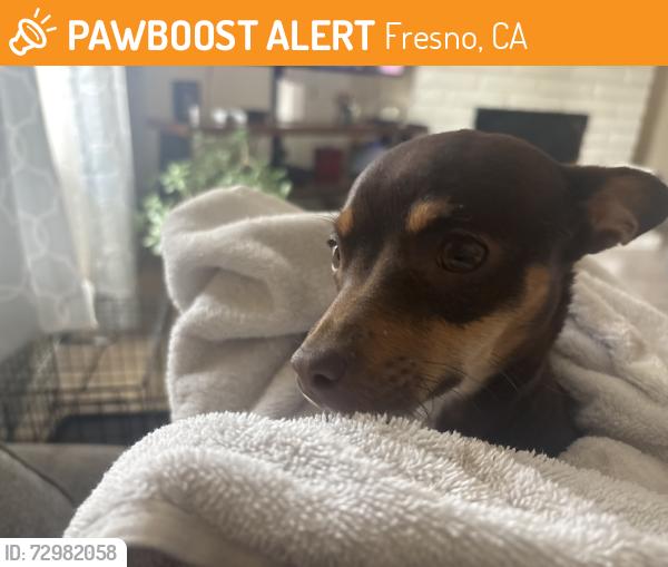 Found/Stray Female Dog last seen Bullard / Marks, Fresno, CA 93711