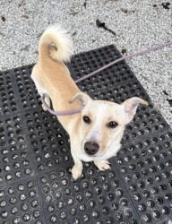 Shelter Stray Female Dog last seen Near N Hairston Rd Stone Mountain, 30083, 30083, GA, Atlanta, GA 30341