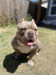 Lost Male Dog last seen West Berry & Cleburne Rd, Fort Worth, TX 76110